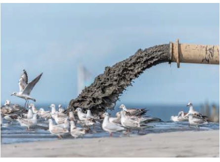 تأثير الماء الملوث في طائر النورس تأثير الماء الملوث في طائر النورس